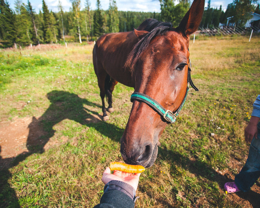 Vaattojärven hevostallilla, hevonen syö porkkanaa kädestä