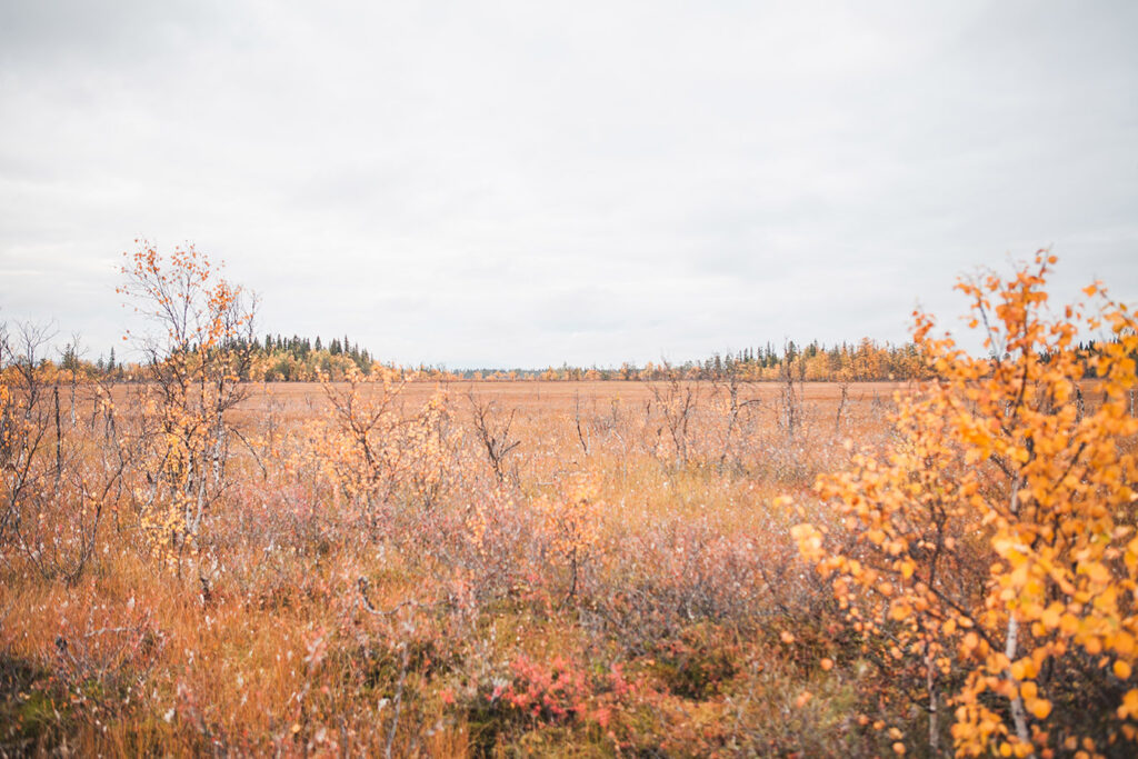 Oranssi ruska suomaisemassa