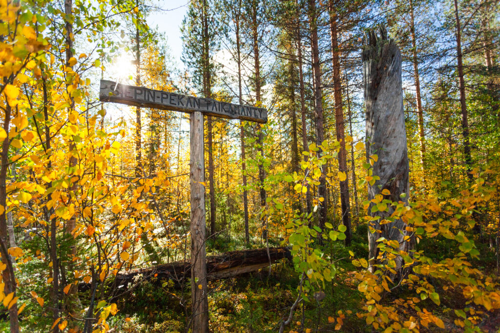 Vanha pystyyn kuollut Siepin Pekan taikamänty.